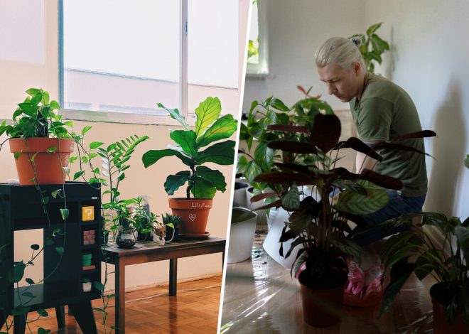 Si la pregunta es qué hacer con las plantas en vacaciones, cada vez más gente lo tiene claro: guarderías para plantas