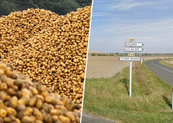 Alguien decidió regalar 500 toneladas de patatas al primero que llegase. Resultado: un peregrinaje de necesitados y pillos
