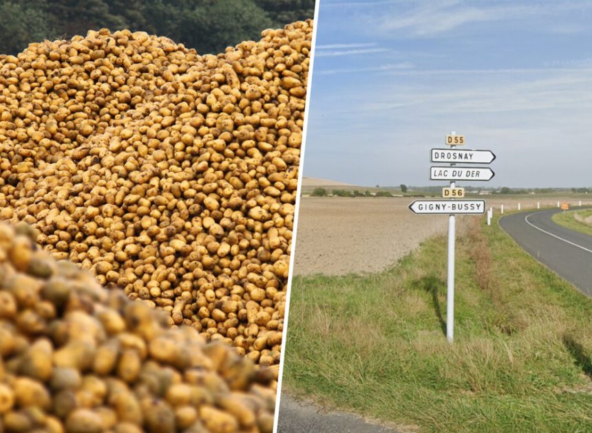 Alguien decidió regalar 500 toneladas de patatas al primero que llegase. Resultado: un peregrinaje de necesitados y pillos