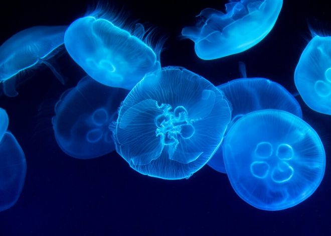 Explorar las profundidades del océano es un reto colosal. Alguien ha tenido una idea: convertir a las medusas en «cyborgs»