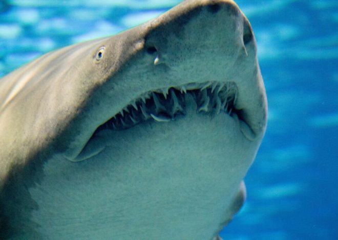 Los océanos se están volviendo tan ácidos que está pasando algo inédito: hay tiburones perdiendo los dientes